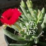 Cephalophyllum alstonii Common name(s): Rankvygie (Afr.) available at Roots & Roses Nursery
